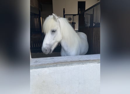 Icelandic Horse, Gelding, 13 years, 13.2 hh, Grey