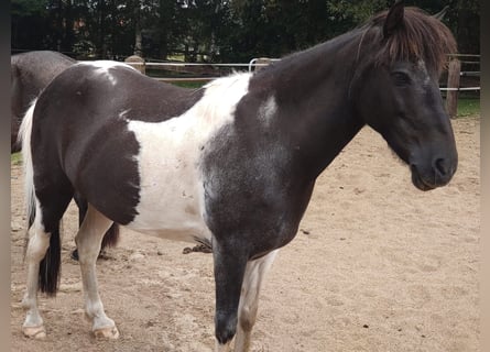 Islandpferd, Wallach, 13 Jahre, 13,2 hh, Schecke