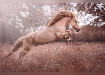 Icelandic Horse, Gelding, 13 years, 13.3 hh, Dun