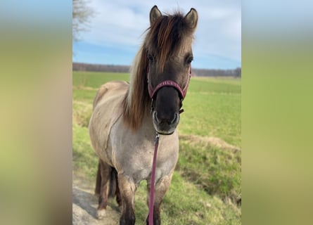 Icelandic Horse, Gelding, 13 years, 14,1 hh, Dun