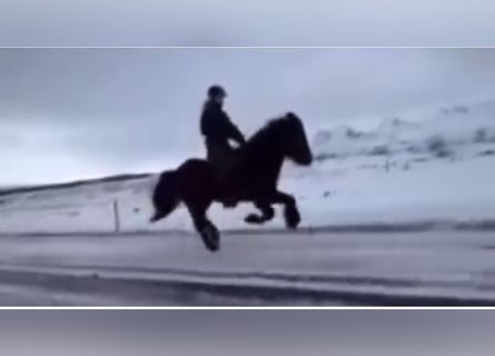 Icelandic Horse, Gelding, 13 years, 14 hh, Black