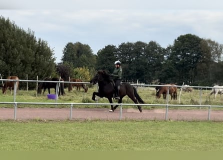 Icelandic Horse, Gelding, 13 years, 14 hh, Black