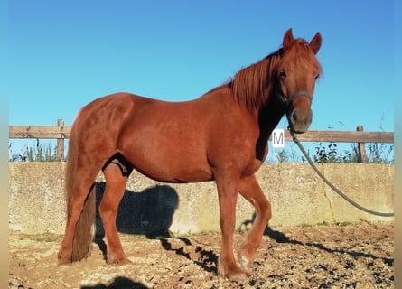 Icelandic Horse, Gelding, 13 years, 14 hh, Chestnut-Red