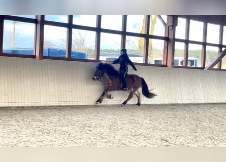 Icelandic Horse, Gelding, 14 years, 14,1 hh, Brown