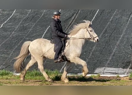 Icelandic Horse, Gelding, 14 years, 14.2 hh, Gray