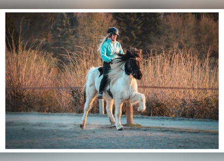 Icelandic Horse, Gelding, 14 years, 14 hh, Pinto