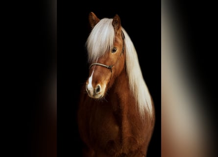 Icelandic Horse, Gelding, 16 years, 13,2 hh, Chestnut-Red