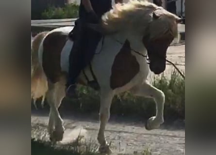 Icelandic Horse, Gelding, 16 years, Pinto