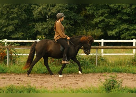 Icelandic Horse, Gelding, 17 years, 13,2 hh, Black