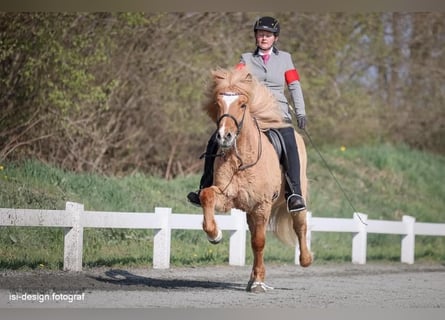 Icelandic Horse, Gelding, 17 years, 14.2 hh, Dun