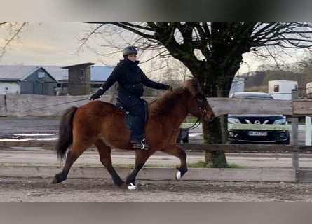 Icelandic Horse, Gelding, 18 years