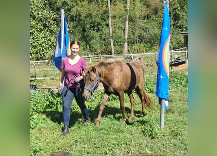 Icelandic Horse, Gelding, 2 years, 13,2 hh, Chestnut