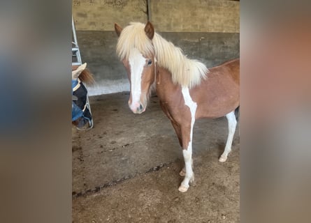 Icelandic Horse, Gelding, 2 years, 13,2 hh, Tobiano-all-colors