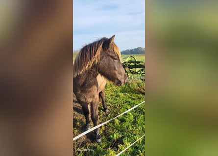 Icelandic Horse, Gelding, 2 years, 14,1 hh