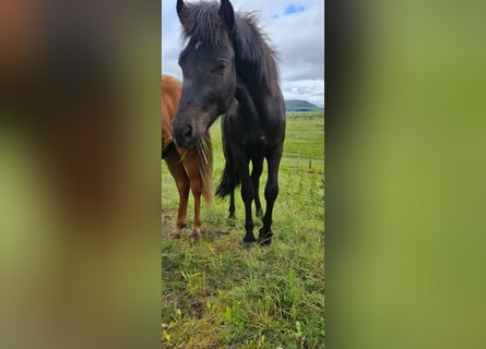 Icelandic Horse, Gelding, 3 years, 13.1 hh, Black