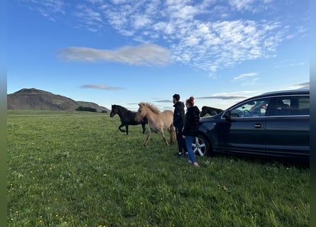 Icelandic Horse, Gelding, 3 years, 13.1 hh, Red Dun