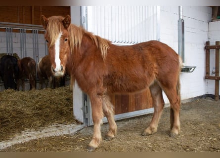 Icelandic Horse, Gelding, 3 years, 13,2 hh, Chestnut-Red