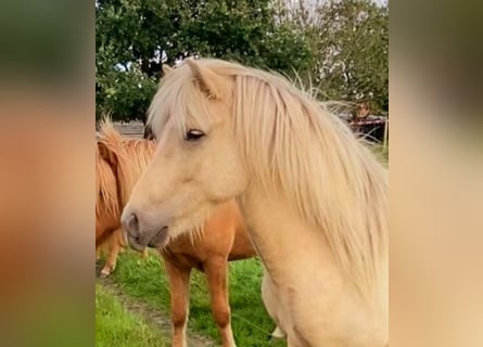 Icelandic Horse, Gelding, 3 years, 13,2 hh, Palomino