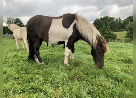Icelandic Horse, Gelding, 3 years, 14.1 hh