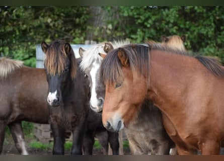 Icelandic Horse, Gelding, 3 years, 14 hh, Brown