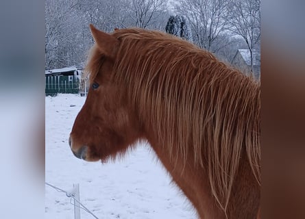 Icelandic Horse, Gelding, 3 years, 14 hh, Dun
