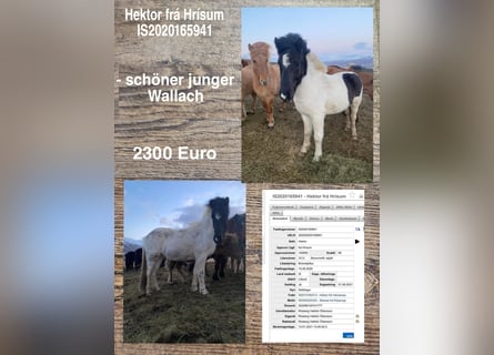 Icelandic Horse, Gelding, 3 years