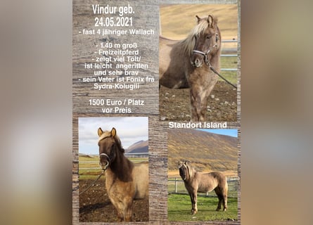 Icelandic Horse, Gelding, 3 years