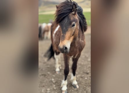 Icelandic Horse, Gelding, 4 years, 13.2 hh, Pinto
