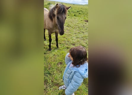 Icelandic Horse, Gelding, 4 years, 13 hh, Grullo