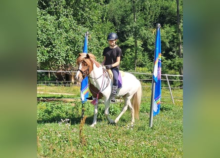 Icelandic Horse, Gelding, 4 years, 13,1 hh, Pinto