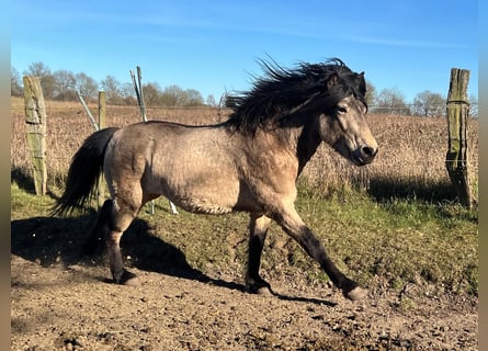 Icelandic Horse, Gelding, 4 years, 13,3 hh