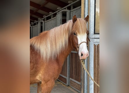 Icelandic Horse, Gelding, 4 years, 14,2 hh, Chestnut-Red