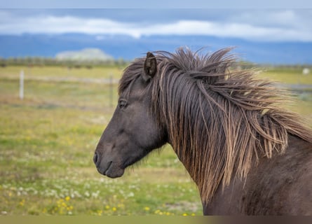 Icelandic Horse, Gelding, 4 years, 14 hh, Black