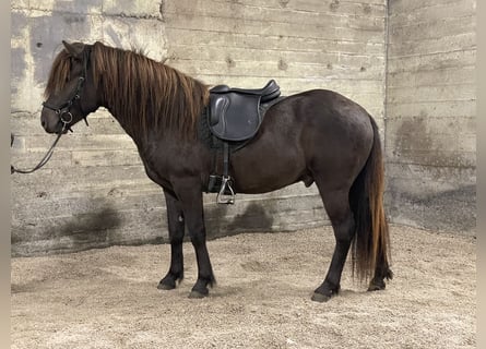 Icelandic Horse, Gelding, 4 years, 14 hh, Smoky-Black