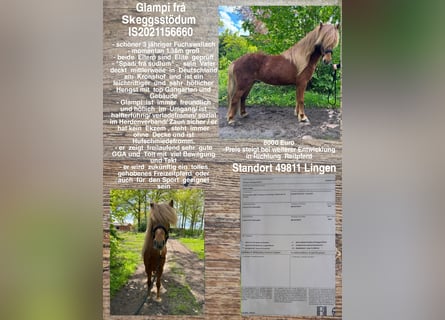 Icelandic Horse, Gelding, 4 years, Chestnut-Red