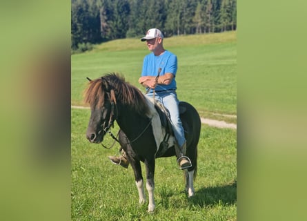 Icelandic Horse, Gelding, 5 years, 13,1 hh, Pinto