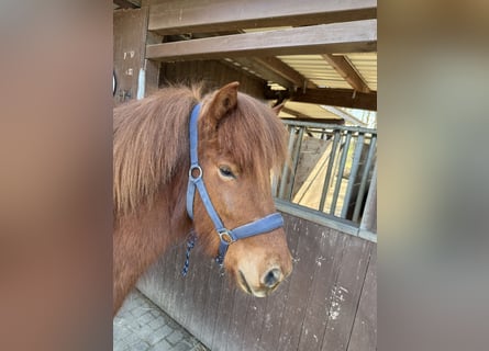 Icelandic Horse, Gelding, 5 years, 13.2 hh, Chestnut-Red