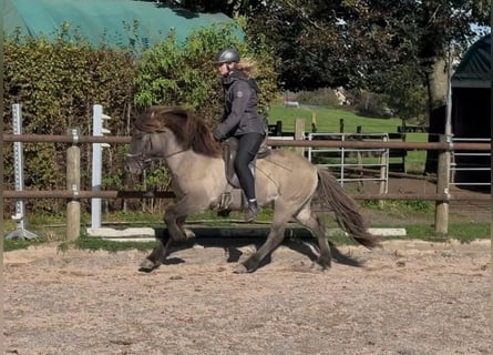 Icelandic Horse, Gelding, 5 years, 13,2 hh, Dun