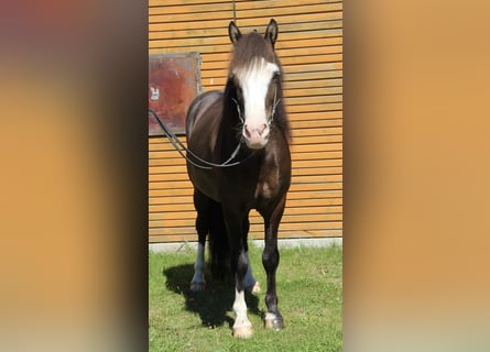 Icelandic Horse, Gelding, 5 years, 13,3 hh, Black