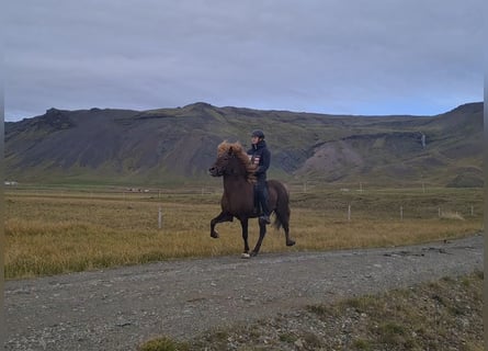 Icelandic Horse, Gelding, 5 years, 13.3 hh, Chestnut-Red