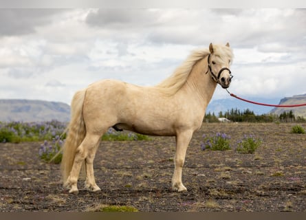 Icelandic Horse, Gelding, 5 years, 13,1 hh, Palomino