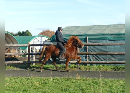 Icelandic Horse, Gelding, 5 years, 13,2 hh, Chestnut-Red