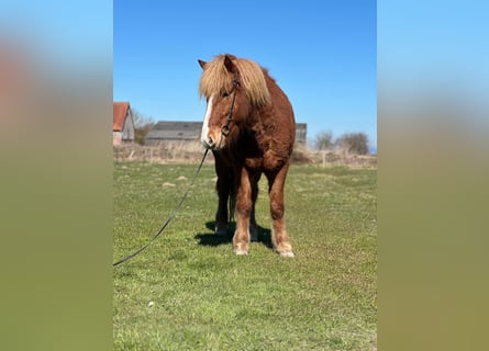 Icelandic Horse, Gelding, 5 years, 13,2 hh, Chestnut-Red