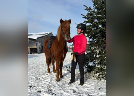 Icelandic Horse, Gelding, 5 years, 14 hh, Chestnut-Red