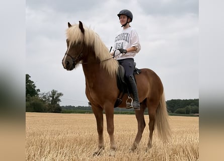 Icelandic Horse, Gelding, 5 years, 14 hh, Chestnut-Red