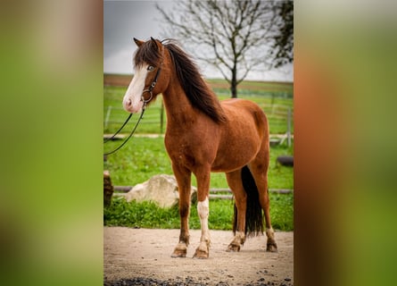 Icelandic Horse, Gelding, 5 years, 14 hh, Pinto