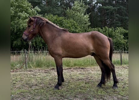 Icelandic Horse, Gelding, 5 years, Brown