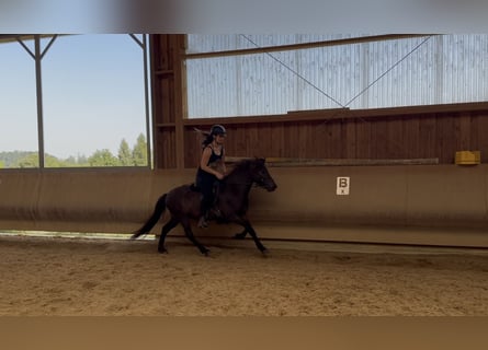 Icelandic Horse, Gelding, 6 years, 12,3 hh, Black