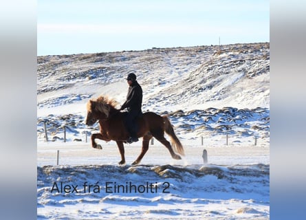 Icelandic Horse, Gelding, 6 years, 13.1 hh, Chestnut-Red