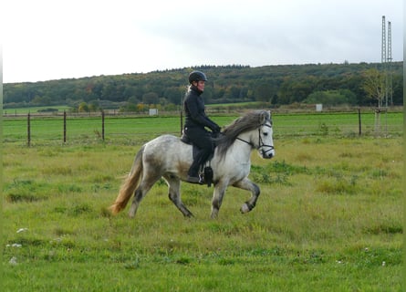 Icelandic Horse, Gelding, 6 years, 13.1 hh, Grey